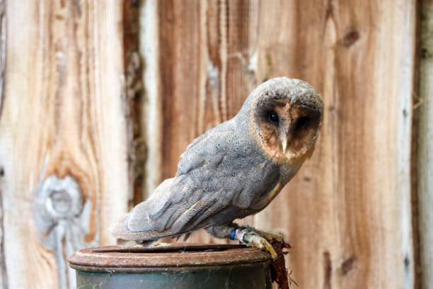 istock Barn owl eats a hamster on a milk can at raptor farm 1842017572