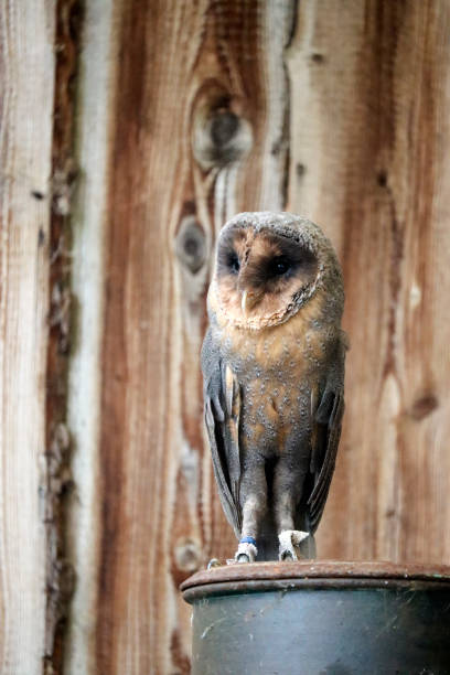 istock Barn owl eats a hamster on a milk can at raptor farm 1842018611