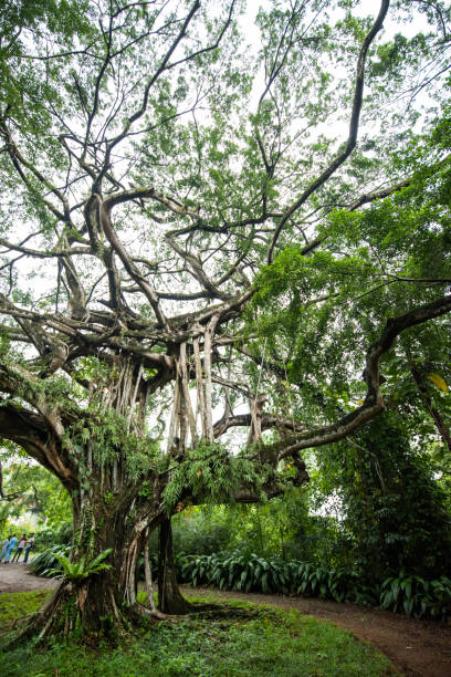istock A huge tree in a beautiful garden 1842022799