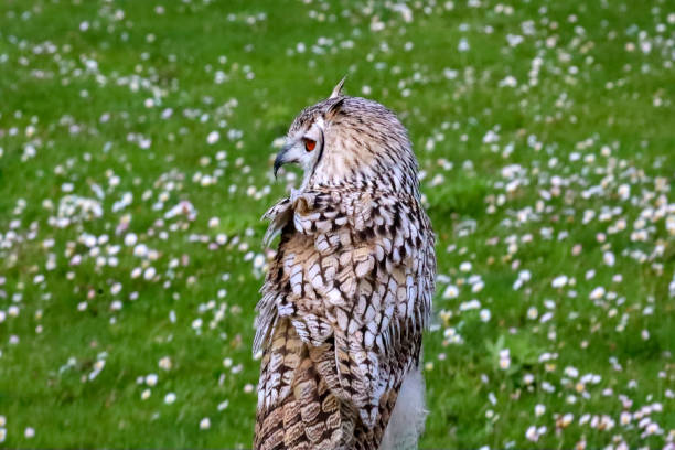 European eagle owl during a bird of prey show in the Netherlands