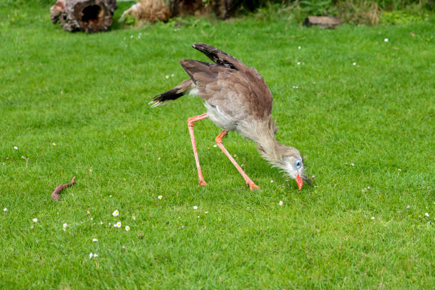 istock The red-legged seriema (Cariama cristata) also known as the crested cariama 1842029071