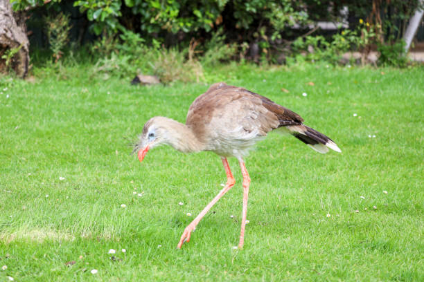 istock The red-legged seriema (Cariama cristata) also known as the crested cariama 1842029588