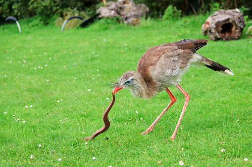The red-legged seriema (Cariama cristata) also known as the crested cariama during photo workshop in Berkel