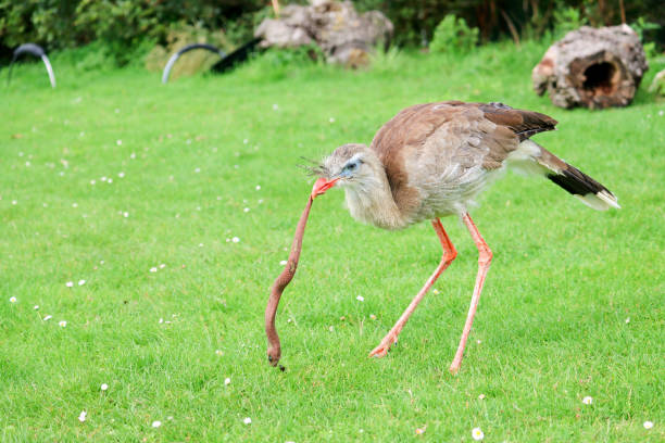 istock The red-legged seriema (Cariama cristata) also known as the crested cariama 1842030804