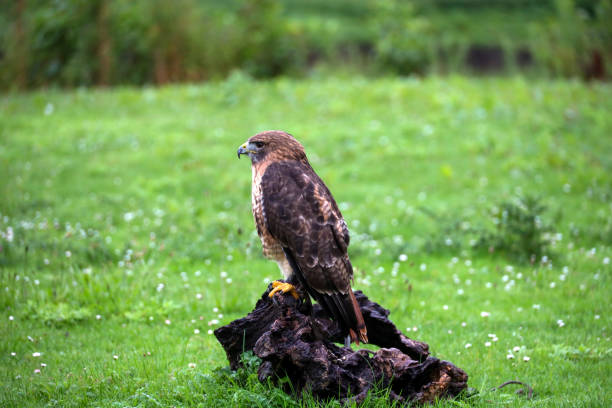 istock The red-tailed hawk (Buteo jamaicensis) during a raptor show 1842031662