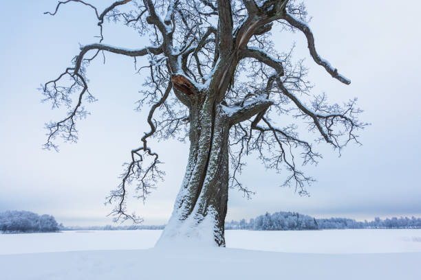 lago jumurdas en invierno, región de vidzeme, letonia - frozen cold lake reed fotografías e imágenes de stock