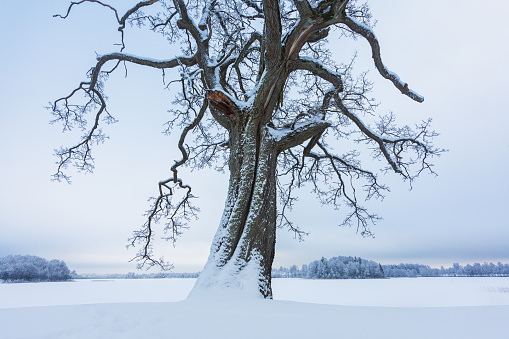 View of a winter landscape in the morning during sunrise in Aragon, Spain. Near the lake Laguna de Gallocanta.