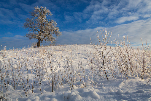 Wintery view of a lone oak in a snowy field