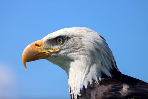 Patriotic american bald eagle on american flag