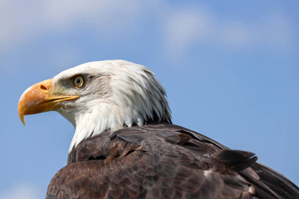 istock Head of a bald eagle during a photo workshop 1842036998