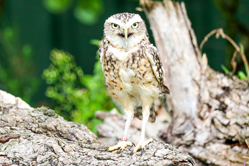 The burrowing owl (Athene cunicularia) also called the shoco during photo workshop in the Netherlands