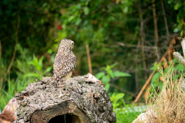 istock The burrowing owl (Athene cunicularia) also called the shoco during photo workshop 1842044395