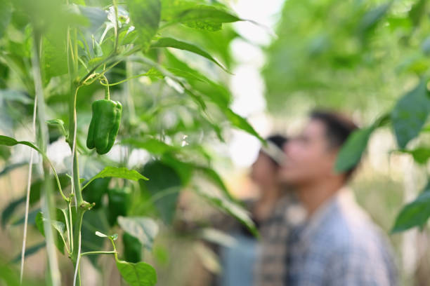 温室の枝に新鮮なピーマン。生態学的で有機栽培のコンセプト。 - planting crop ripe branch ストックフォトと画像