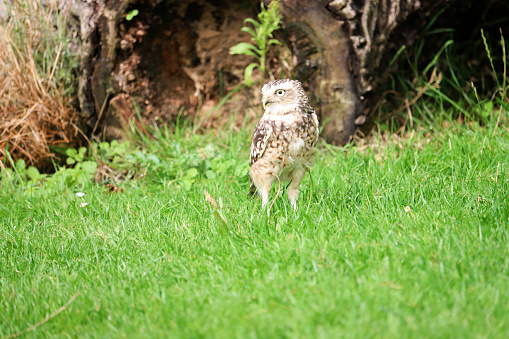 The burrowing owl (Athene cunicularia) also called the shoco during photo workshop in the Netherlands