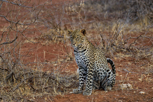 istock Leopard im Nationalpark Tsavo Ost und Tsavo West 1842045610