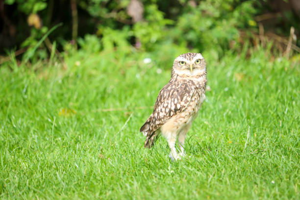 istock The burrowing owl (Athene cunicularia) also called the shoco during photo workshop 1842047001