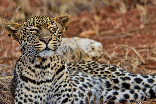 istock Leopard im Nationalpark Tsavo Ost und Tsavo West 1842049153