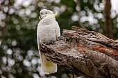Sulphur-crested cockatoo, Cacatua galerita in a tree