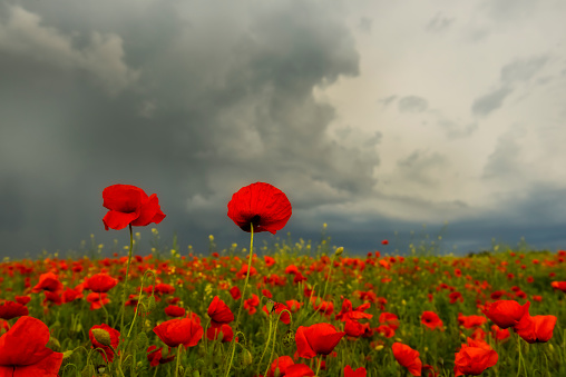 Blooming field with wild scarlet poppies during a thunderstorm.