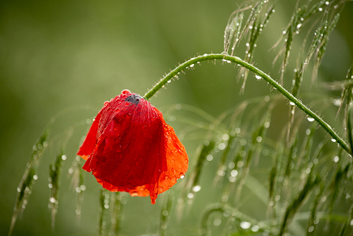 Beautiful red poppies flowers wet in drops of dew after rain and in sunlight