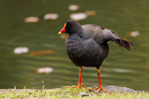 istock Dusky Moorhen, Gallinula tenebrosa, on grass beside a pond 1842056920