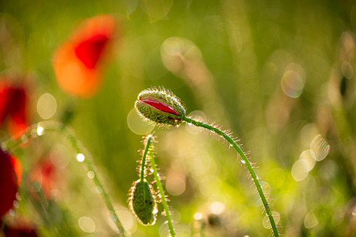 Buds of poppy flowers in drops of dew after rain.