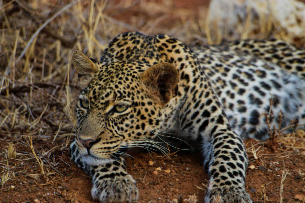 istock Leopard im Nationalpark Tsavo Ost und Tsavo West 1842063199