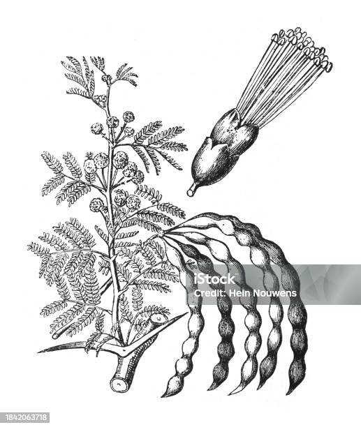 Shittom Tree Red Acacia Or Shittah Tree Vintage Engraved Illustration Isolated On ...