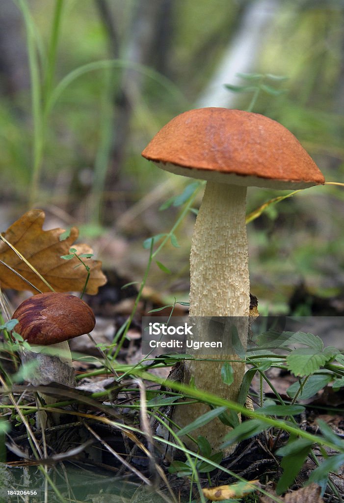 茶色キャップヤマドリタケ - Boletus Spのロイヤリティフリーストックフォト