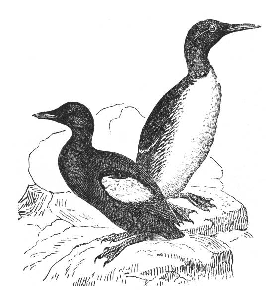 istock Great auk (Pinguinus impennis) - Vintage engraved illustration isolated on white background 1842064771