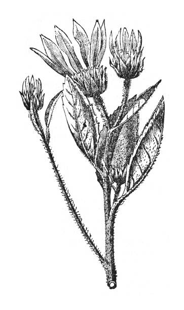 istock Jerusalem artichoke (Helianthus tuberosus) - Vintage engraved illustration isolated on white background 1842065002