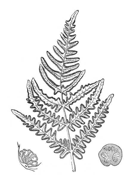 Fern (Pteridium aquilinum) - Vintage engraved illustration isolated on white background Vintage engraved illustration isolated on white background - Fern (Pteridium aquilinum) polypodiaceae stock illustrations