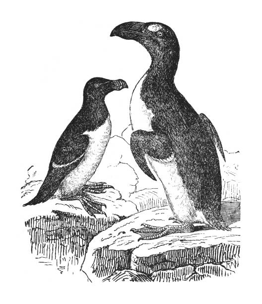 istock Common murre (Uria aalge) and great auk (Pinguinus impennis) - Vintage engraved illustration isolated on white background 1842066361