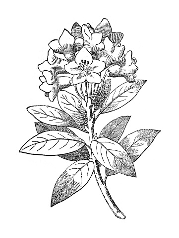 Vintage engraved illustration isolated on white background - Alpenrose, snow-rose or rusty-leaved alpenrose (Rhododendron ferrugineum)