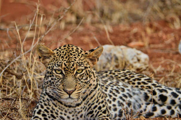 istock Leopard im Nationalpark Tsavo Ost und Tsavo West 1842067790