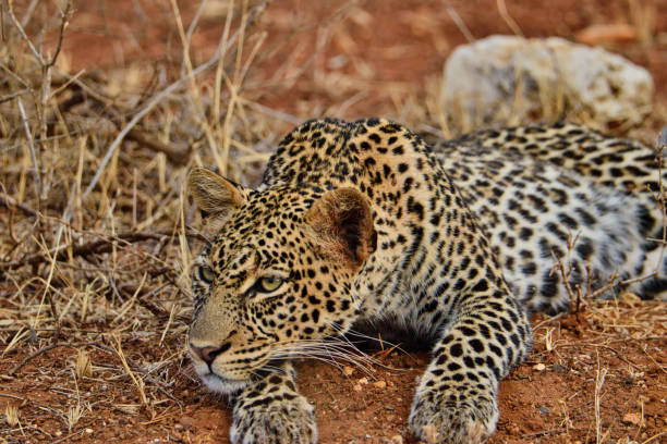 istock Leopard im Nationalpark Tsavo Ost und Tsavo West 1842068967