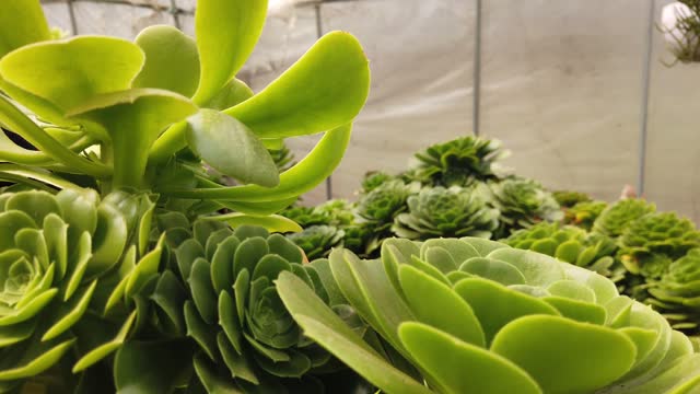 Succulent plants for selling in china