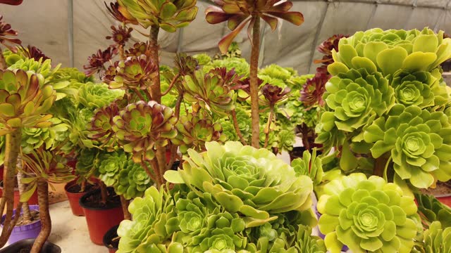 Succulent plants for selling in china