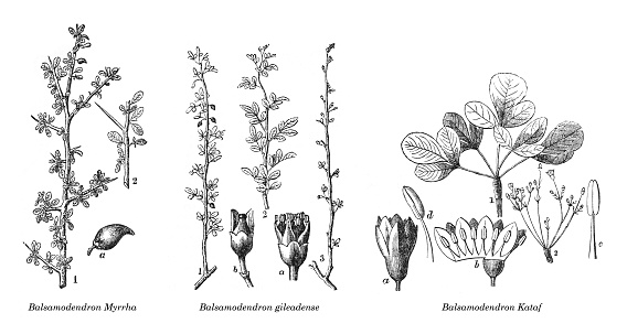 Vintage engraved illustration isolated on white background - Common myrrh (Commiphora myrrha) - Arabian balsam tree (Commiphora gileadensis) and Commiphora kataf