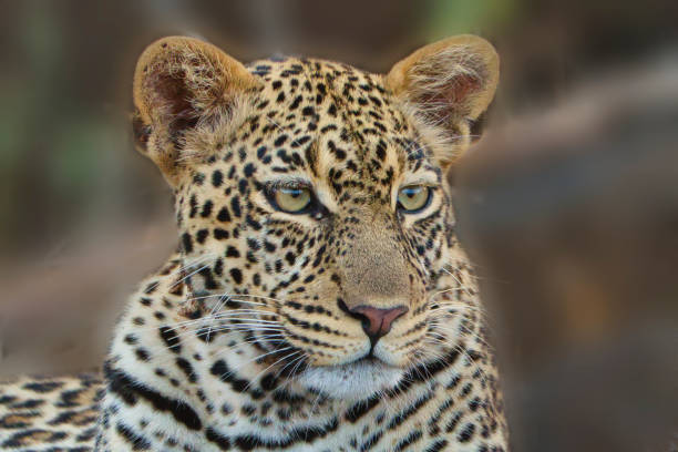 istock Leopard im Nationalpark Tsavo Ost und Tsavo West 1842094960
