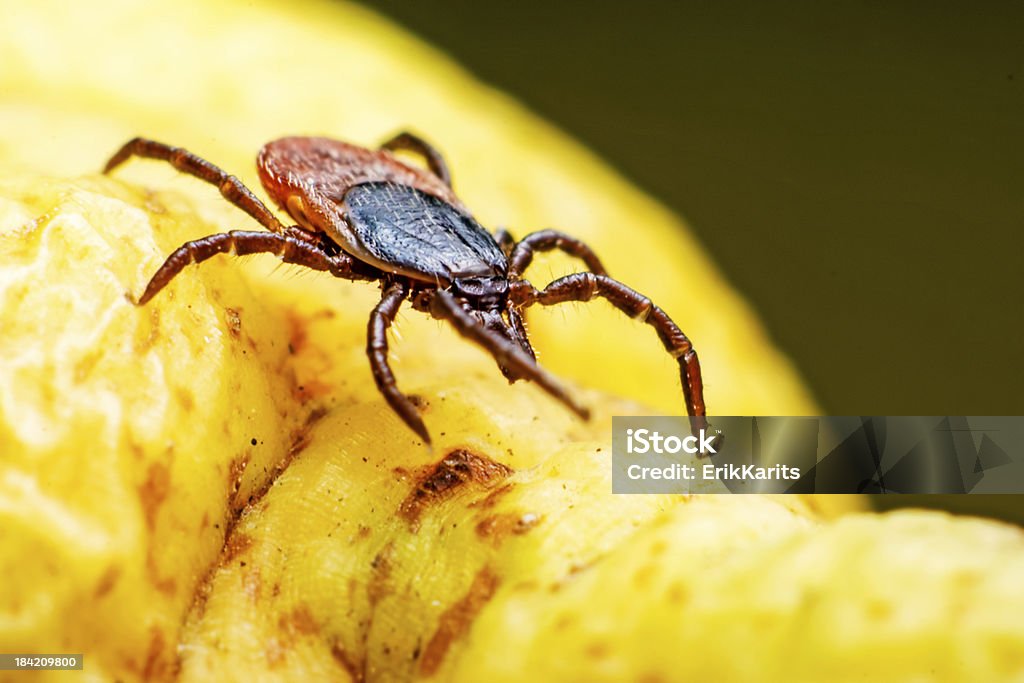 Chicco di ricino il segno di spunta (Ixodes ricinus) - Foto stock royalty-free di Ambientazione esterna