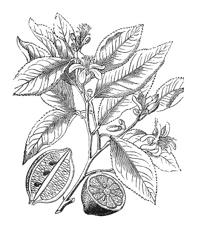 Vintage engraved illustration isolated on white background - Citron (Citrus medica)
