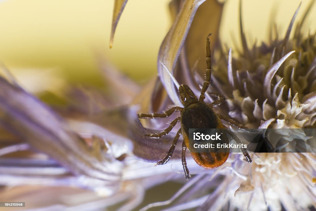 Die castor bean Häkchen (Ixodes ricinus) - Lizenzfrei Bildhintergrund Stock-Foto