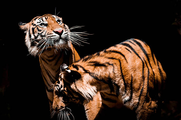 Sumatera Tigers stock photo