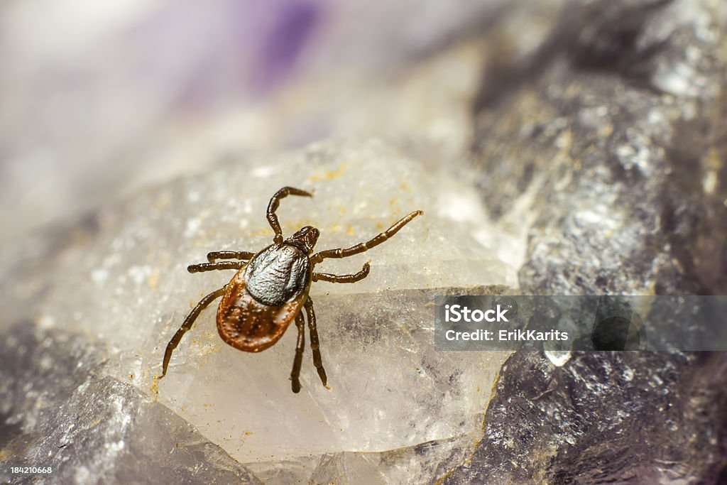 Le castor bean coche (Ixodes ricinus) - Photo de Animal invertébré libre de droits