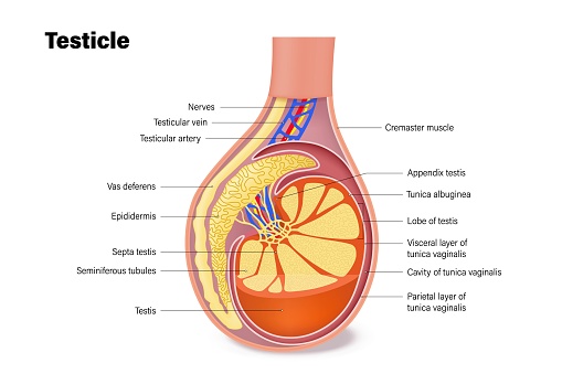 Testicle anatomy. Structures of testicles. Male reproductive system. Cross section of the testis.