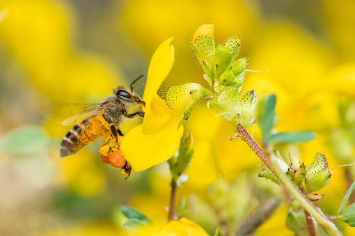 Macro photo of Honey bee collecting honey from Smithia Hirsuta flower which are yellow wild flowers in legume family. Selective focus on the Pollen sac on the leg of Honey bee.
