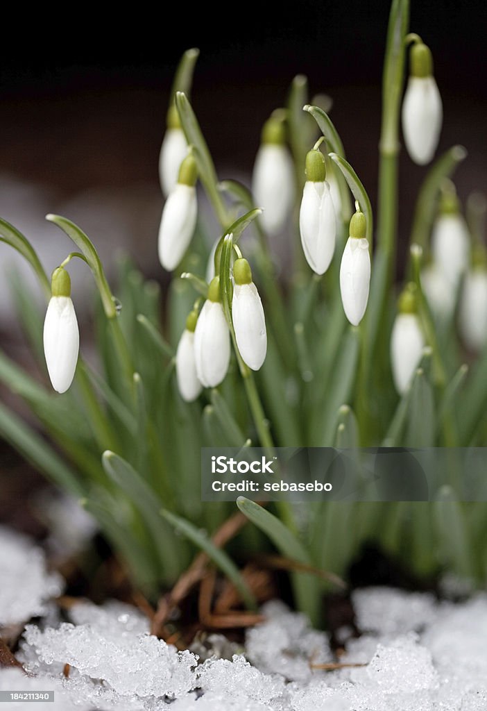 Snowdrops - Foto stock royalty-free di Ambientazione esterna