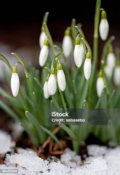 Snowdrops - Fotografie stock e altre immagini di Ambientazione esterna - Ambientazione esterna, Bianco, Bocciolo