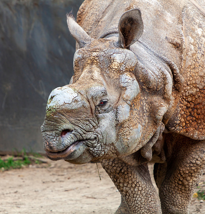 A mother and baby rhino approach a pond for drinking